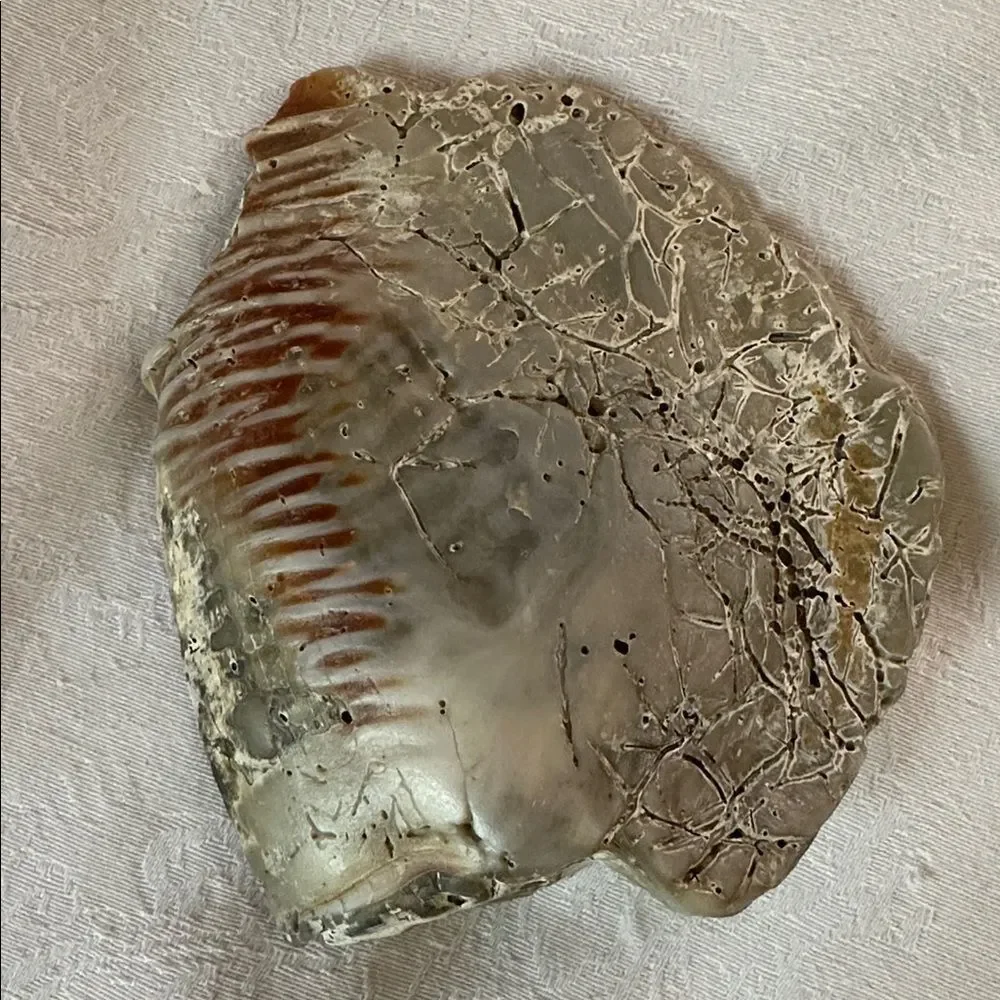 Sea Shells From Bahamas Florida Small Interesting - Picture 3 of 10